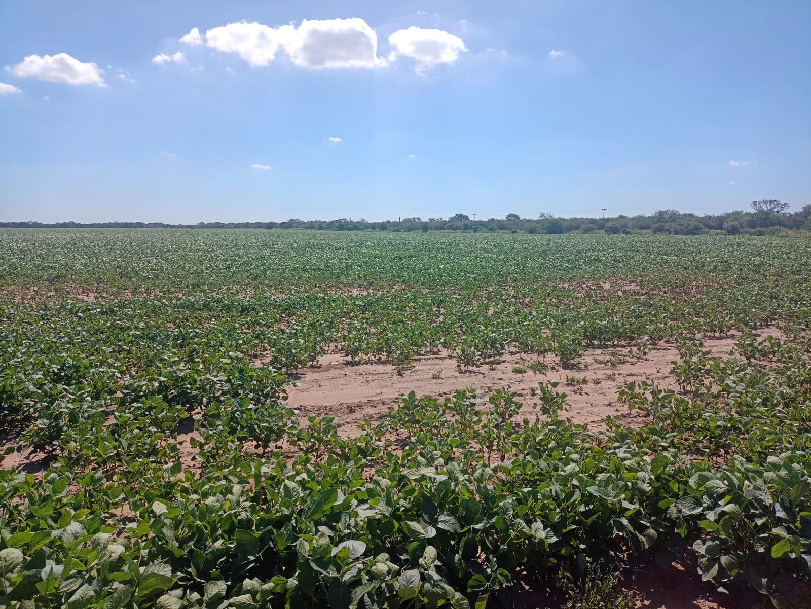 Campo productivo en Puesto de Sánchez con 197ha totales