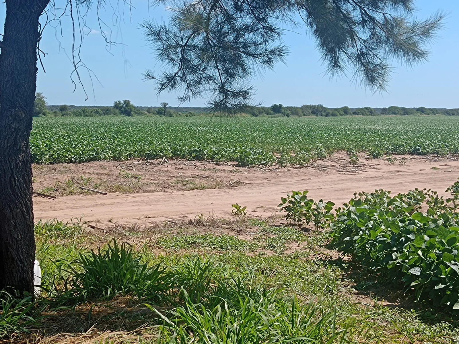 Campo productivo en Puesto de Sánchez con 197ha totales