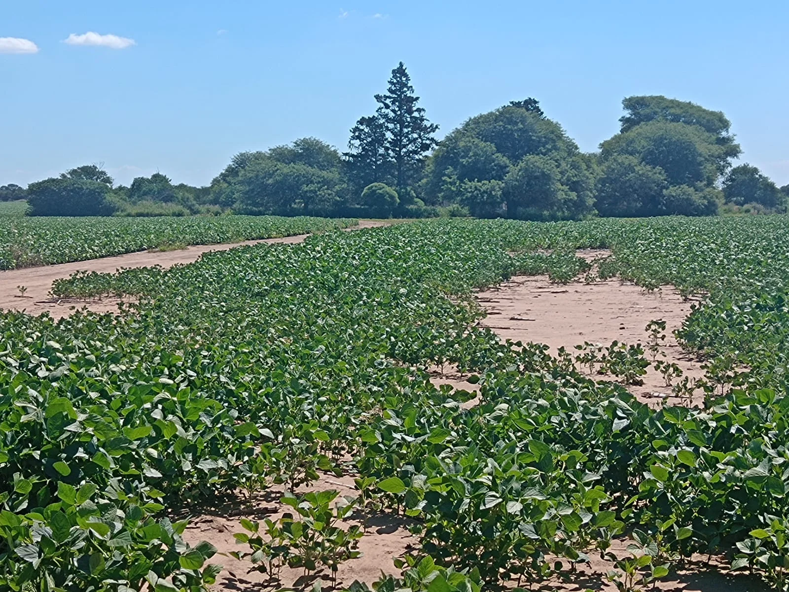 Campo productivo en Puesto de Sánchez con 197ha totales