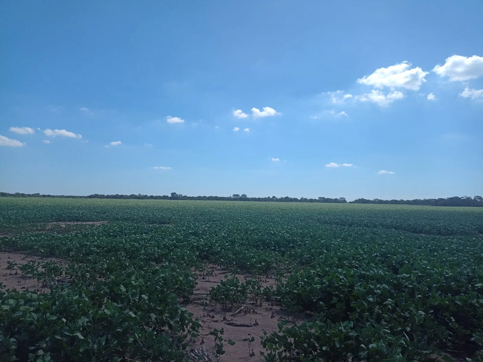 Campo productivo en Puesto de Sánchez con 197ha totales