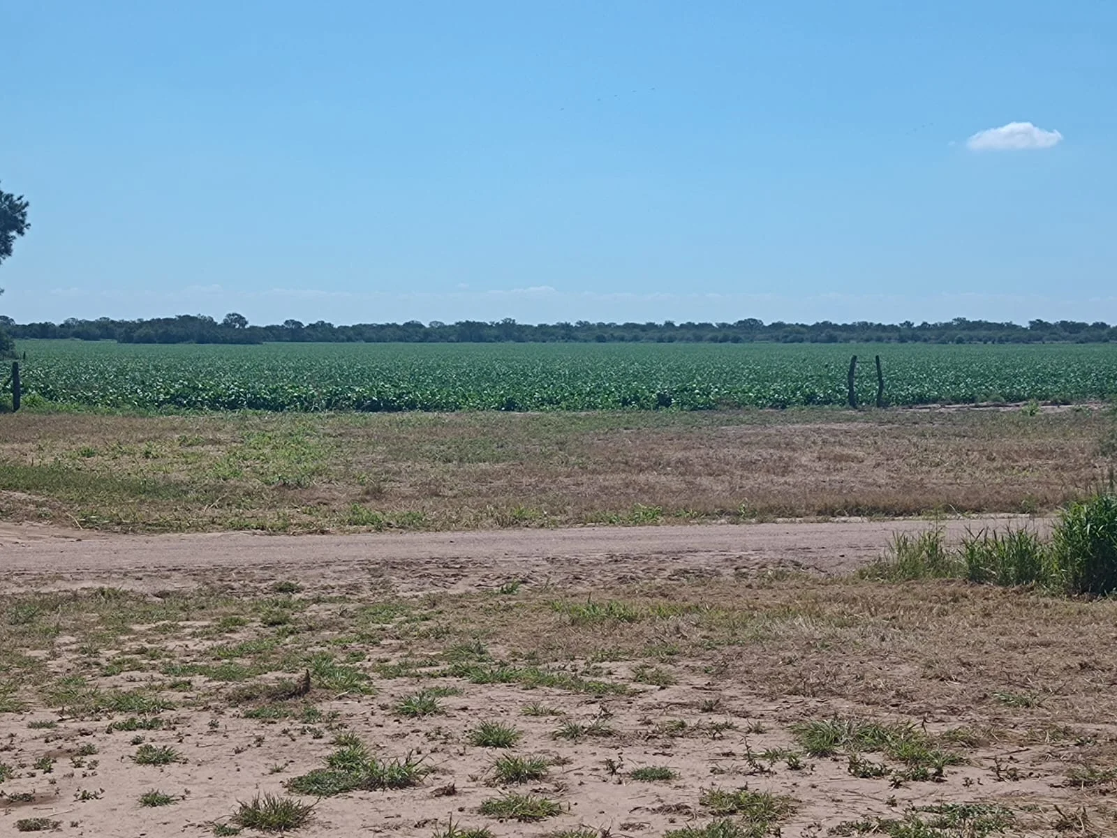 Campo productivo en Puesto de Sánchez con 197ha totales