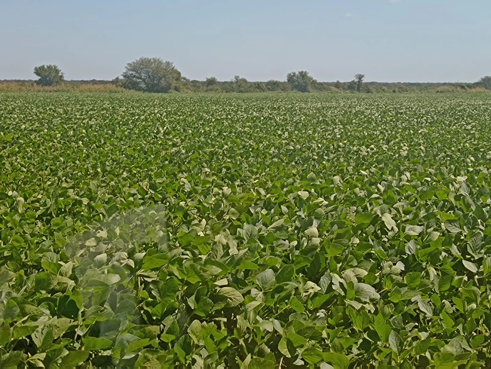 Campo productivo en Puesto de Sánchez con 197ha totales