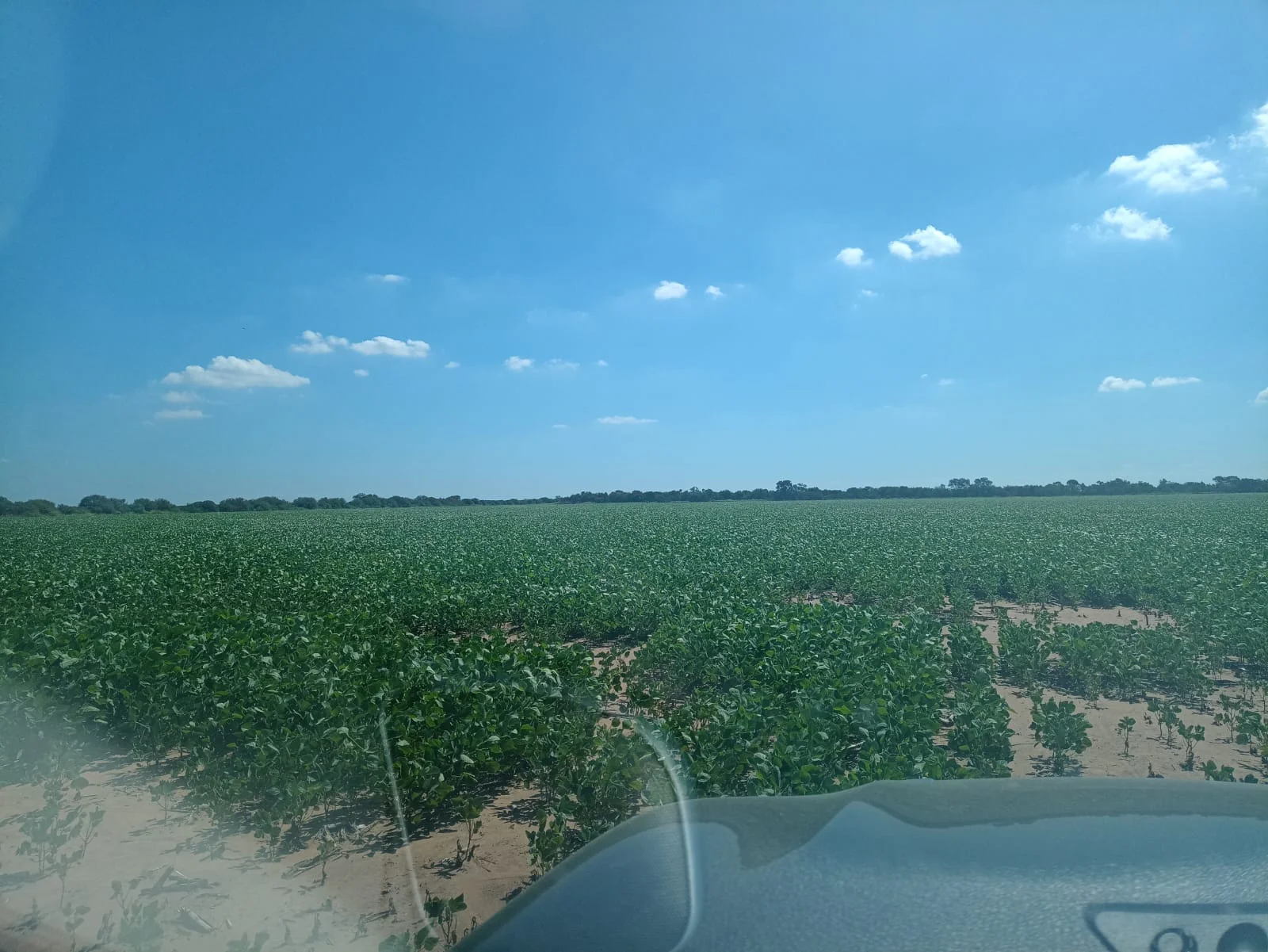 Campo productivo en Puesto de Sánchez con 197ha totales