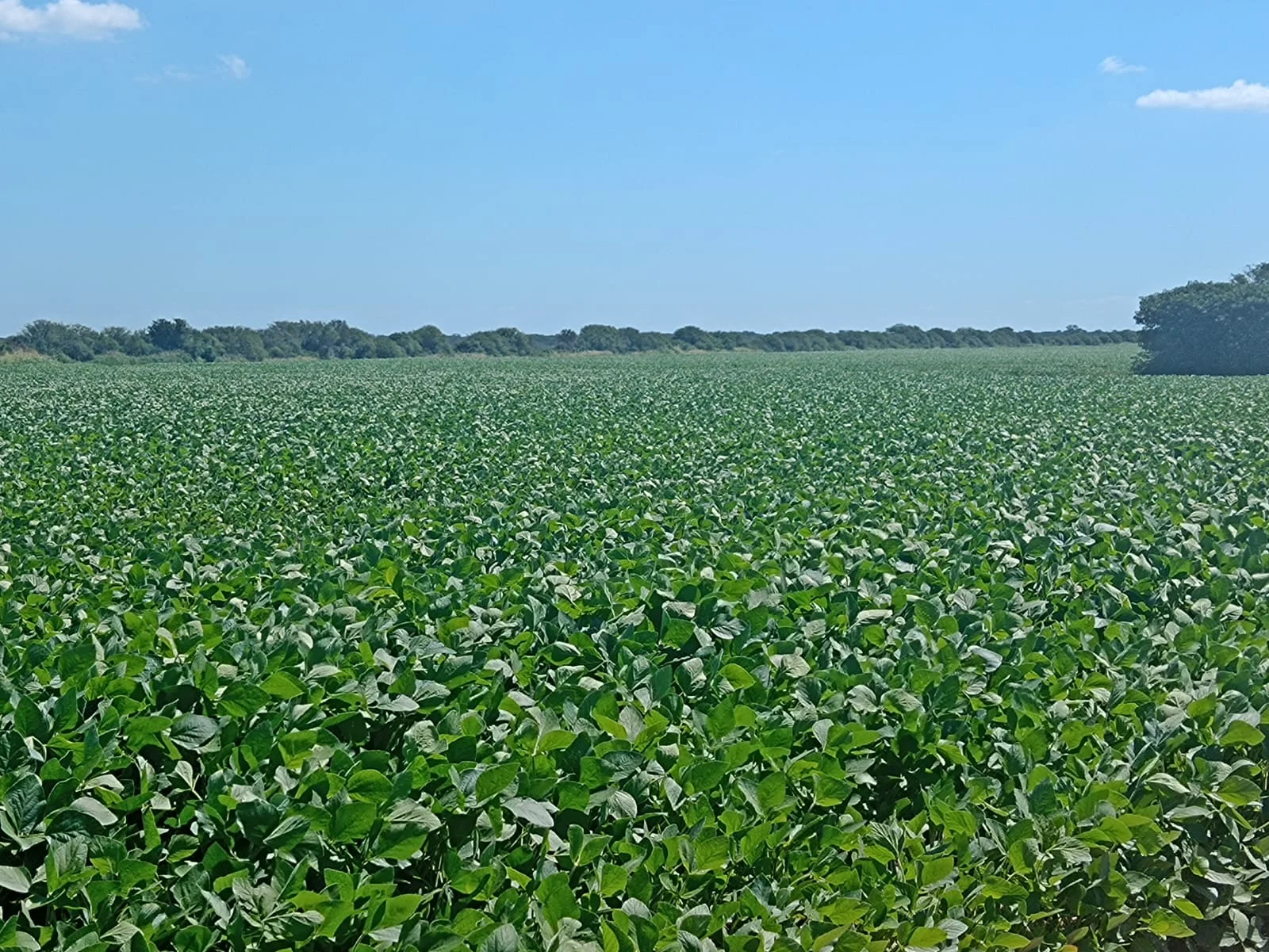 Campo productivo en Puesto de Sánchez con 197ha totales