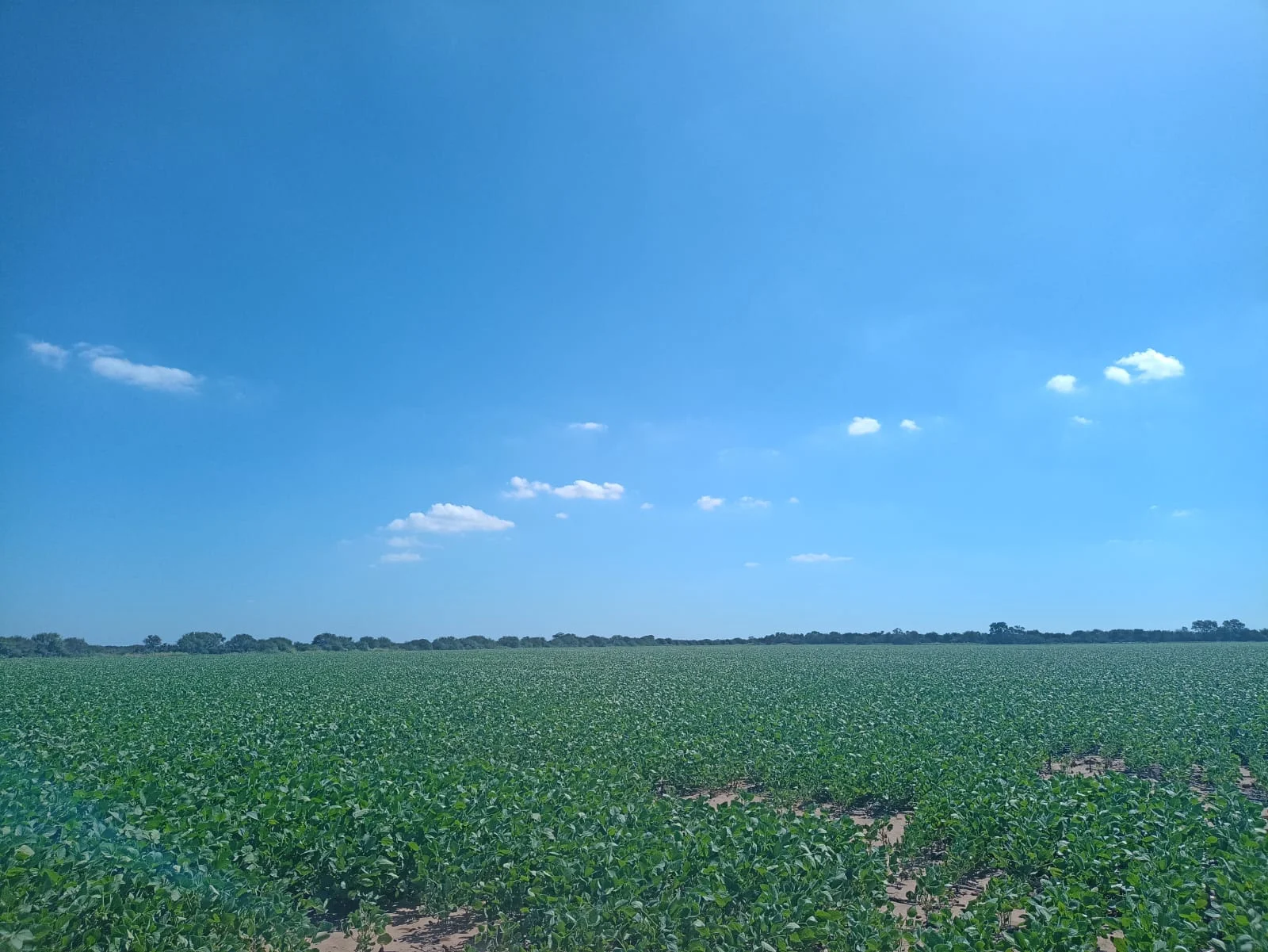 Campo productivo en Puesto de Sánchez con 197ha totales