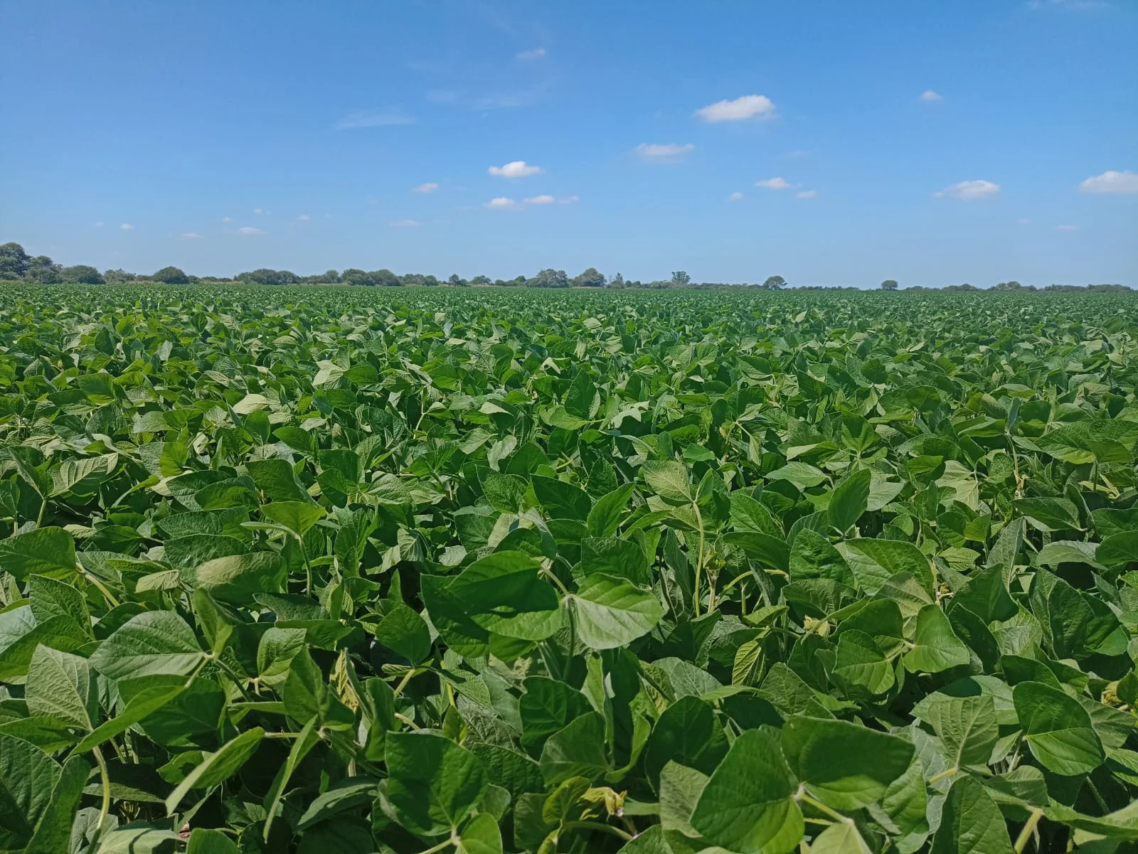 Campo productivo en Puesto de Sánchez con 197ha totales