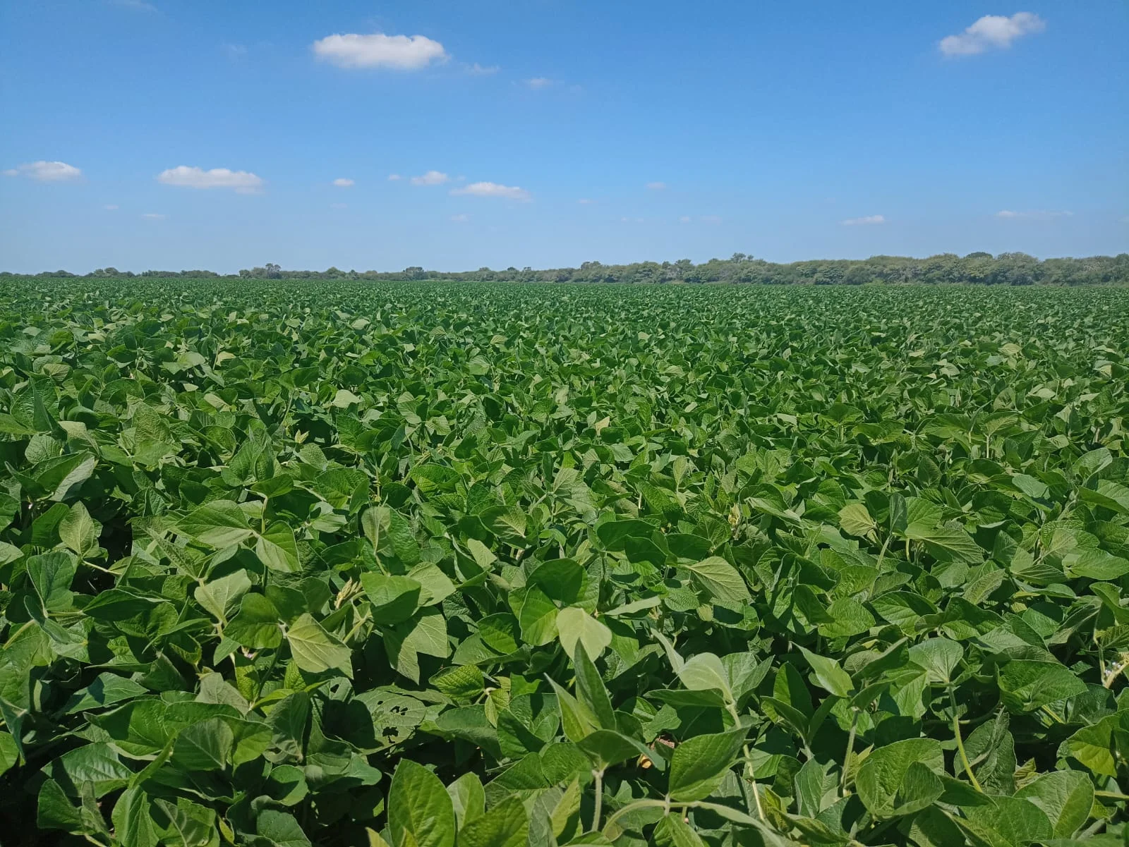 Campo productivo en Puesto de Sánchez con 197ha totales
