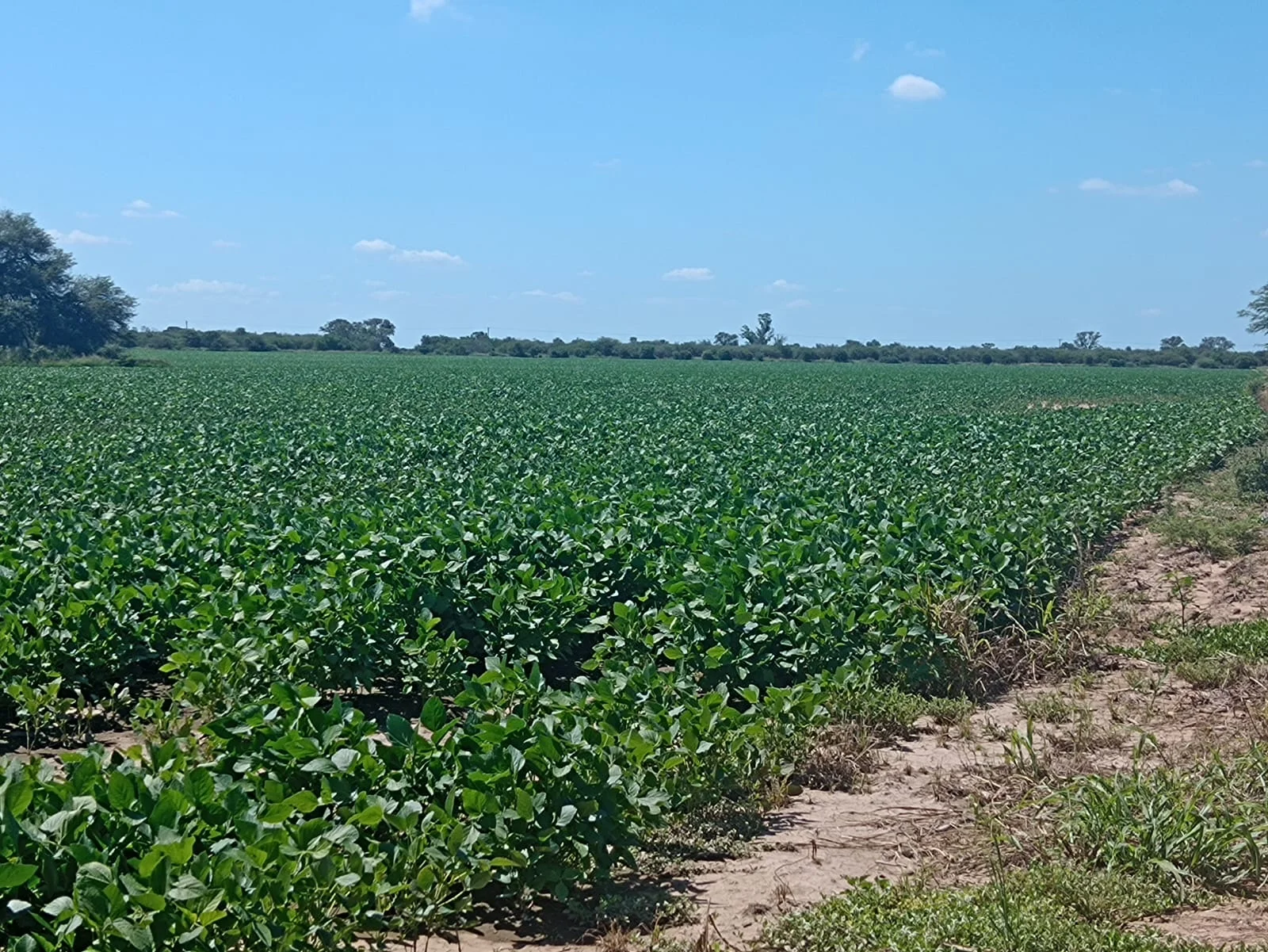 Campo productivo en Puesto de Sánchez con 197ha totales