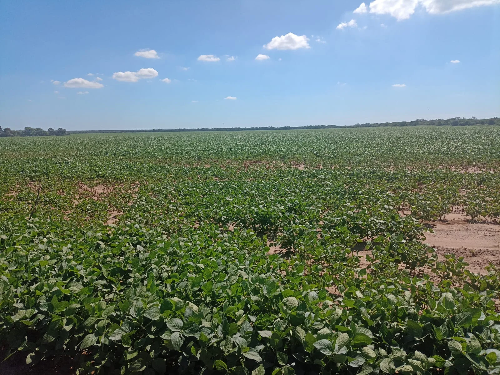 Campo productivo en Puesto de Sánchez con 197ha totales