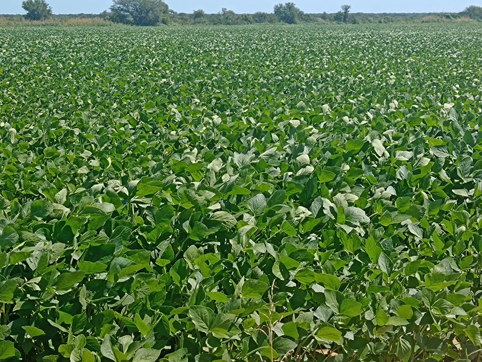 Campo productivo en Puesto de Sánchez con 197ha totales
